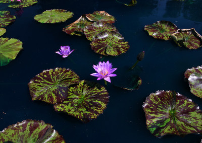 Nymphaea 'Eve's Solitaire'