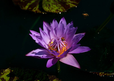 Nymphaea 'Eve's Solitaire'