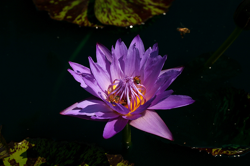 Nymphaea ‘Eve’s Solitaire’