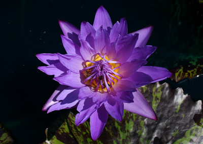 Nymphaea 'Eve's Solitaire'