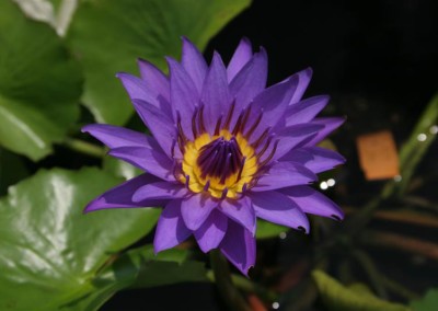 Nymphaea 'Director George T. Moore'