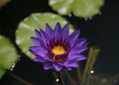 Nymphaea 'Director George T. Moore'