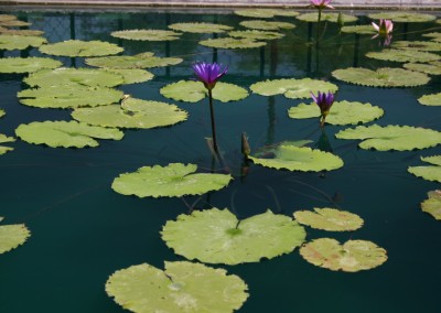 Nymphaea calliantha Conard