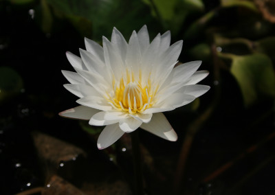 Nymphaea 'Innocence'