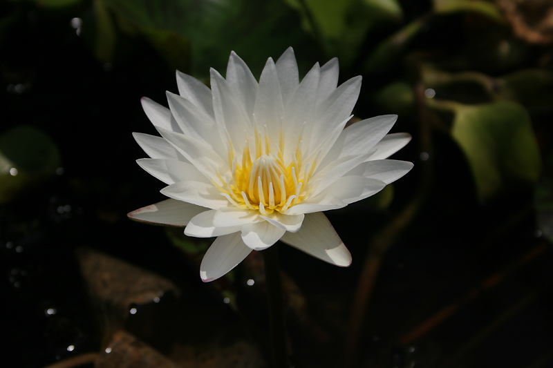 Nymphaea ‘Innocence’