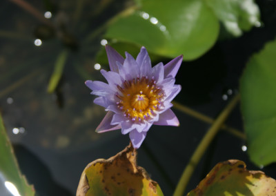 Nymphaea 'Blue Bird'