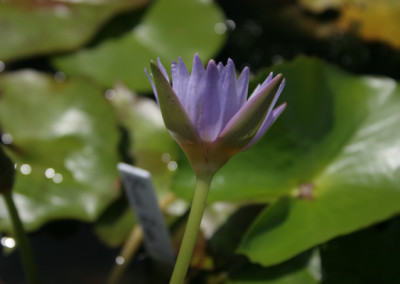 Nymphaea 'Blue Bird'