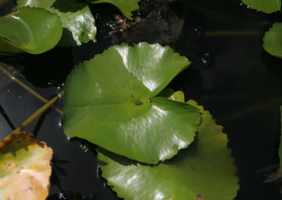 Nymphaea 'Blue Bird'