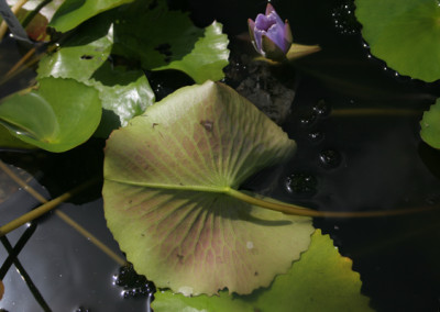 Nymphaea 'Blue Bird'