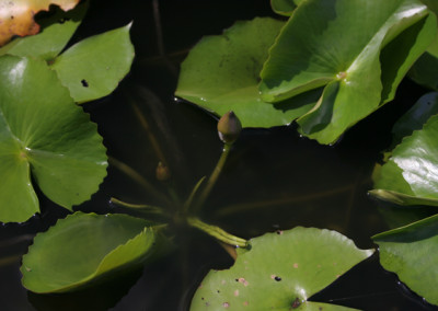 Nymphaea 'Blue Bird'