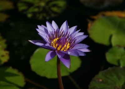 Nymphaea 'Director George T. Moore'