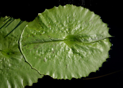 Nymphaea 'Isabelle Pring'