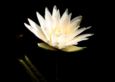 Nymphaea 'Isabelle Pring'