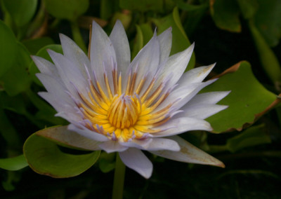 Nymphaea 'Blue Bird'