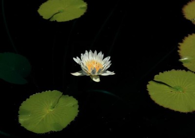 Nymphaea capensis var. alba Landon