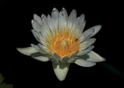 Nymphaea capensis var. alba Landon