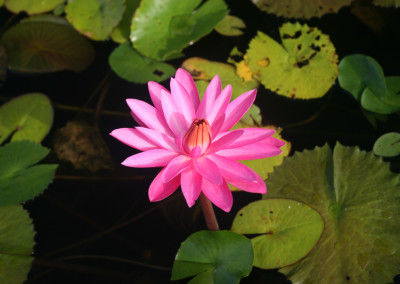 Nymphaea 'Mrs. George C. Hitchcock'