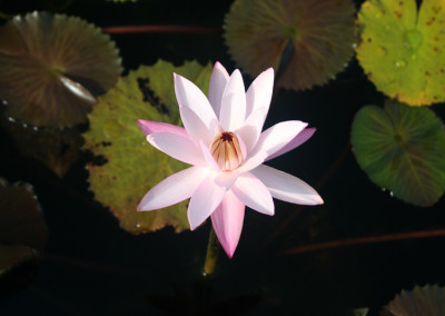 Nymphaea 'Texas Shell Pink'