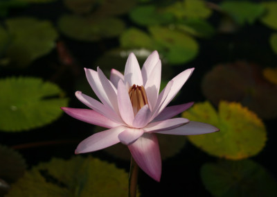 Nymphaea 'Texas Shell Pink'