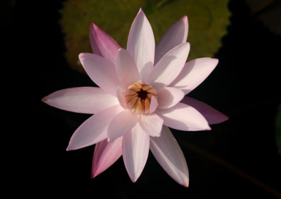 Nymphaea 'Texas Shell Pink'