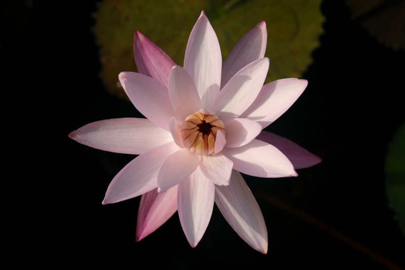 Nymphaea ‘Texas Shell Pink’