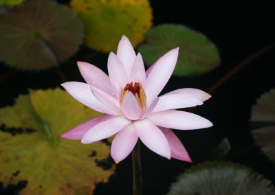 Nymphaea 'Texas Shell Pink'