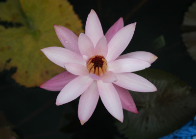 Nymphaea 'Texas Shell Pink'