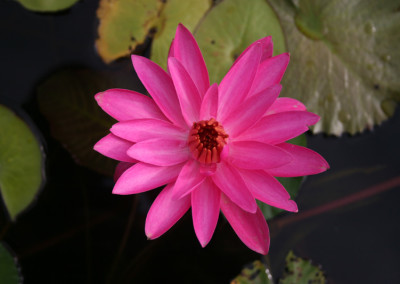 Nymphaea ‘Mrs. George C. Hitchcock’