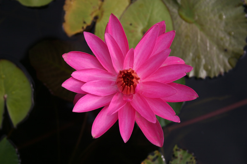 Nymphaea ‘Mrs. George C. Hitchcock’