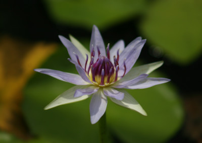 Nymphaea colorata Peter