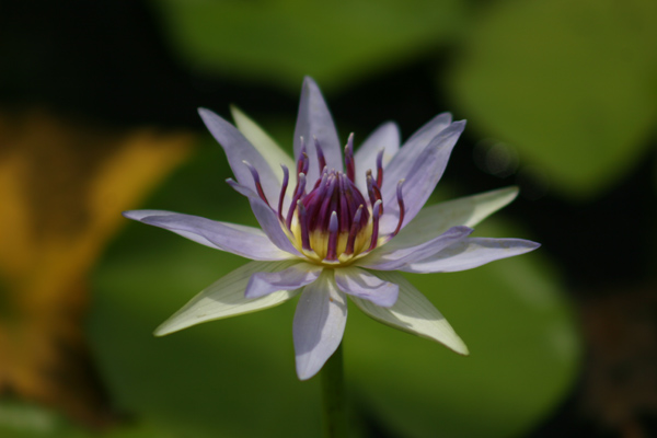 Nymphaea colorata Peter