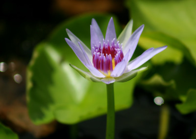 Nymphaea colorata Peter