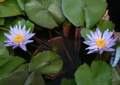 Nymphaea 'Alexis'