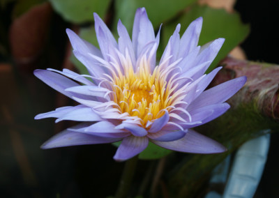 Nymphaea 'Alexis'