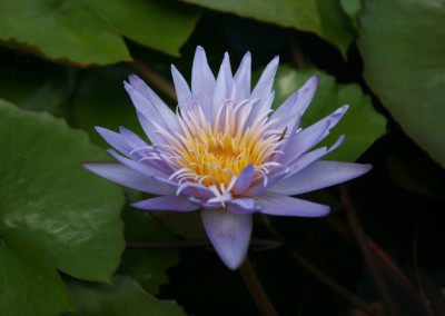 Nymphaea 'Alexis'