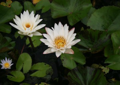 Nymphaea 'Innocence'