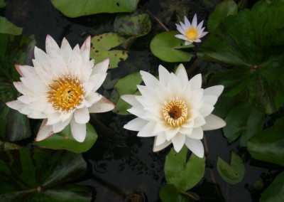 Nymphaea 'Innocence'