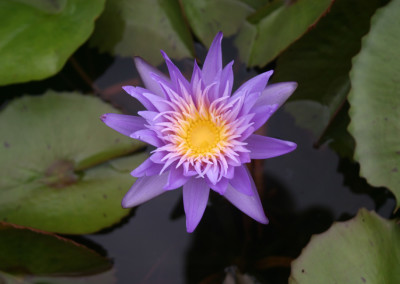 Nymphaea 'Alexis'