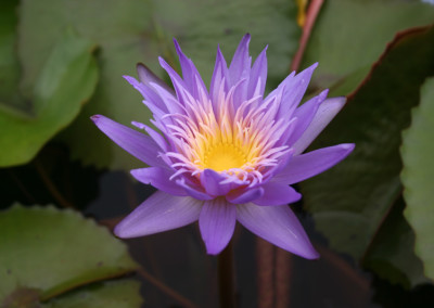 Nymphaea 'Alexis'