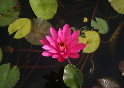 Nymphaea 'Mrs. George C. Hitchcock'