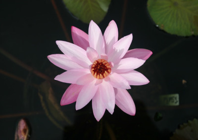 Nymphaea 'Texas Shell Pink'