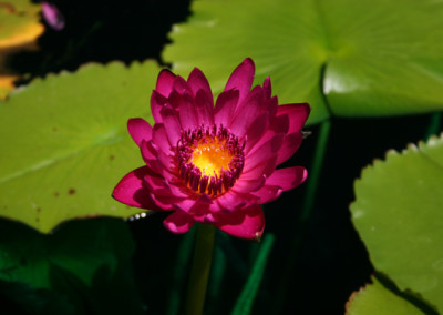 Nymphaea capensis var zanzibariensis forma rosea