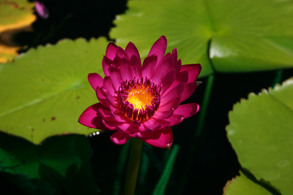 Nymphaea capensis var zanzibariensis forma rosea