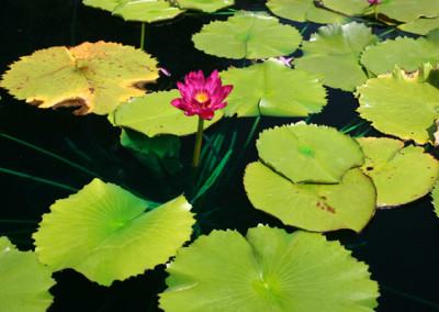 Nymphaea capensis var zanzibariensis forma rosea