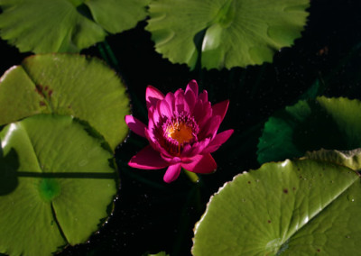 Nymphaea capensis var zanzibariensis forma rosea