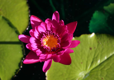 Nymphaea capensis var zanzibariensis forma rosea