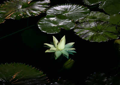 Nymphaea prolifera Wiersema (Hydrocallis)