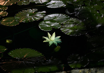 Nymphaea prolifera Wiersema (Hydrocallis)