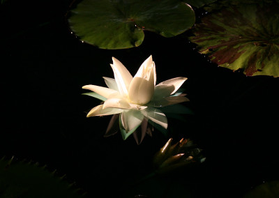 Nymphaea prolifera Wiersema (Hydrocallis)