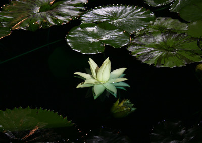 Nymphaea prolifera Wiersema (Hydrocallis)